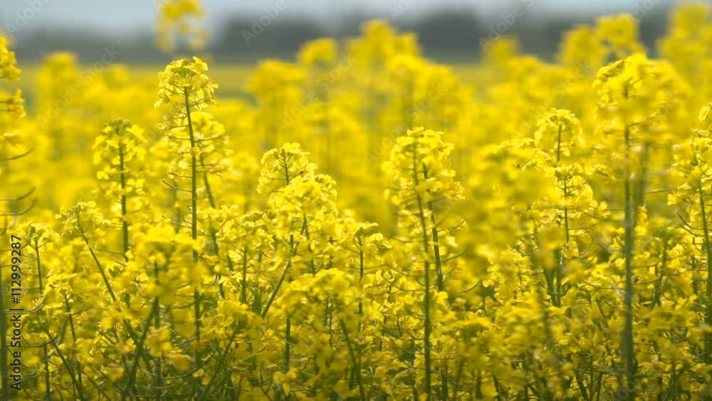 Beautifully yellow oilseed rape flowers in the field. Beautifully yellow oilseed rape flowers in the field.