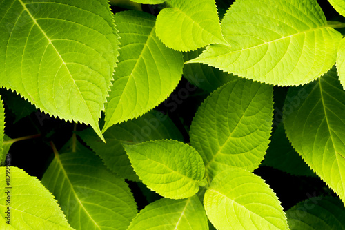 葉っぱ 背景素材 Stock 写真 Adobe Stock 葉っぱ 背景素材 Stock 写真 Adobe Stock