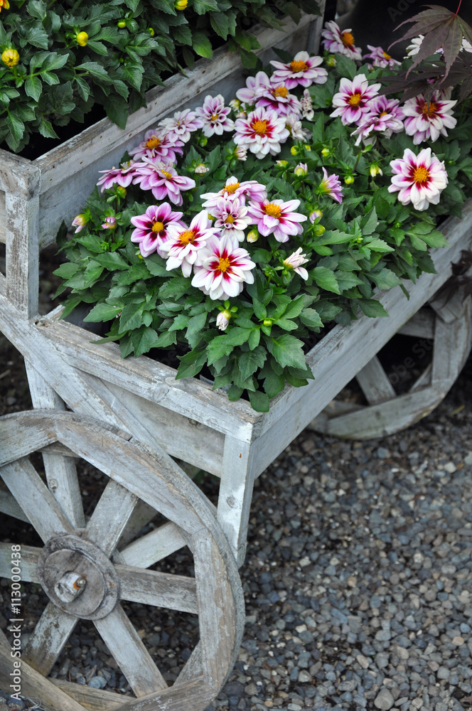 Pink chrysanthemums on wooden wagon wheel planter
