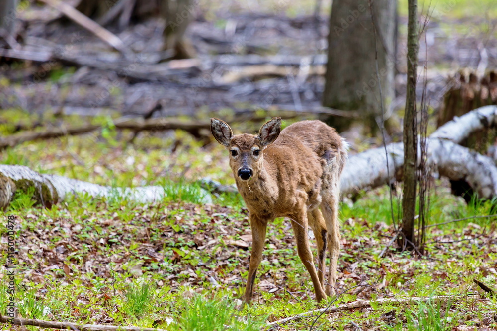 The white-tailed deer, on alert in a boreal forest in north Quebec, Canada. The white-tailed deer, on alert in a boreal forest in north Quebec, Canada.