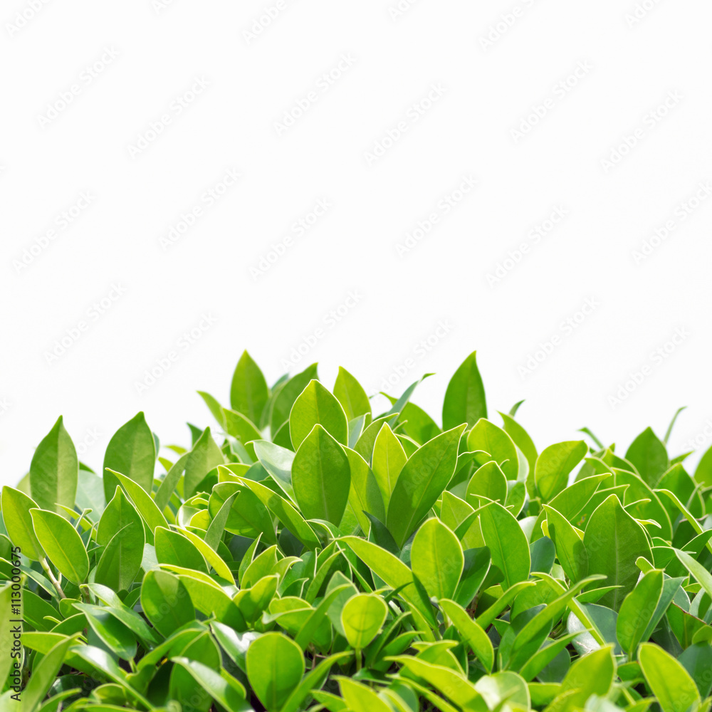 Fototapeta premium Green leaves background.