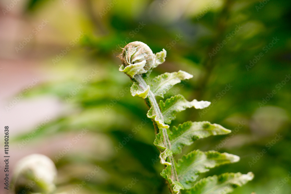 Fern Fern