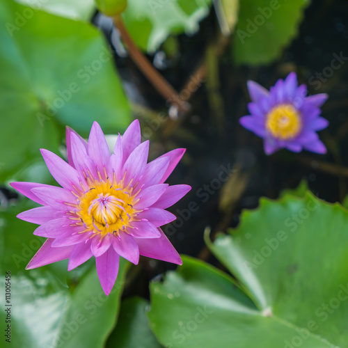 Pink and purple water lily