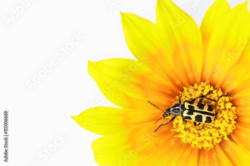Unknown beetle feeding on a gazania flower  closeup on a white background.