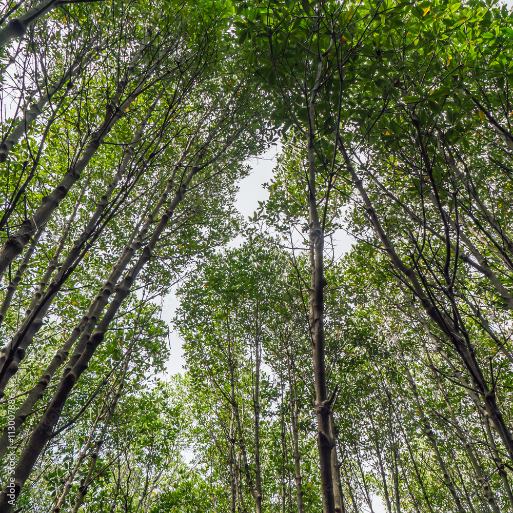 Fototapeta premium Mangrove forest