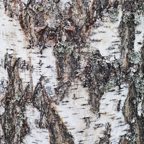 Texture of old birch tree bark covered with  lichen