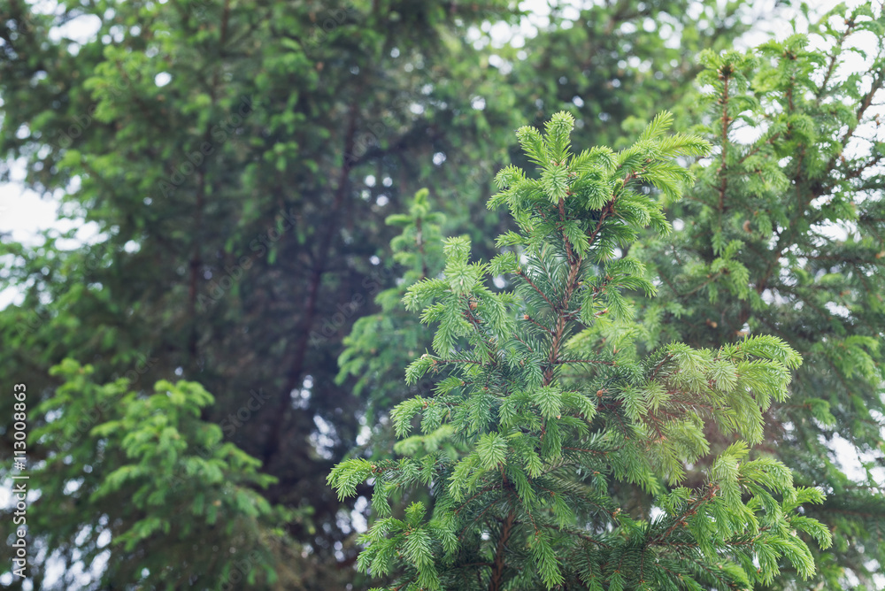 Fototapeta premium green prickly of spruce branches on the nature on background of sky 