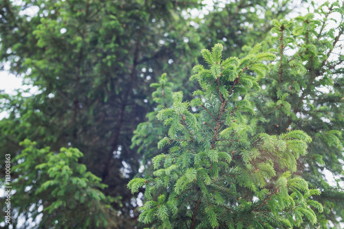 green prickly of spruce branches on the nature on background of sky  © anastasiia agafonova