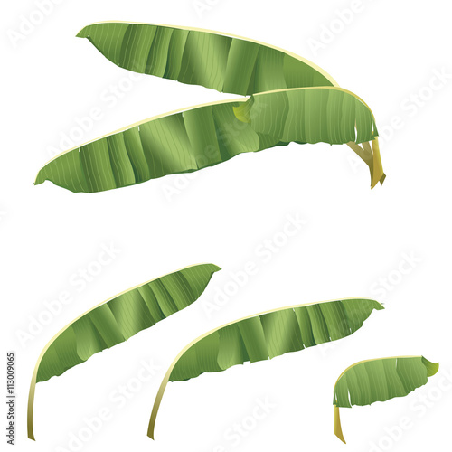 banana leaf tropical vector