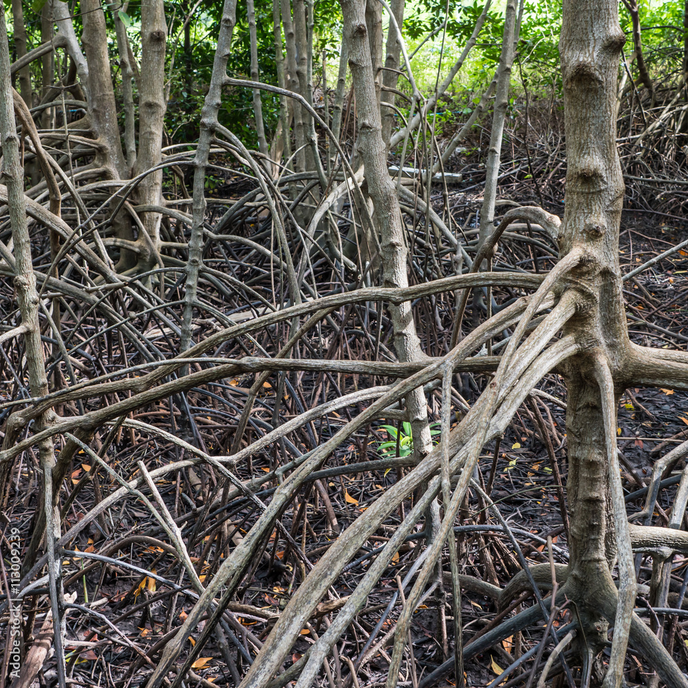 Root of tree in mangrove forest Root of tree in mangrove forest