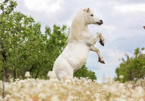 Rearing shetland pony photo