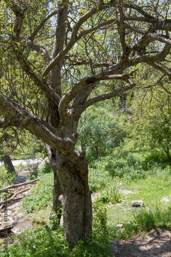 The big tree of hawthorn