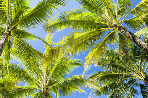 Coconut palms © saiko3p