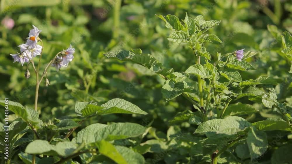 lila Kartoffeln blüte alte sorte Feld acker landwirtschaft lila Kartoffeln blüte alte sorte Feld acker landwirtschaft