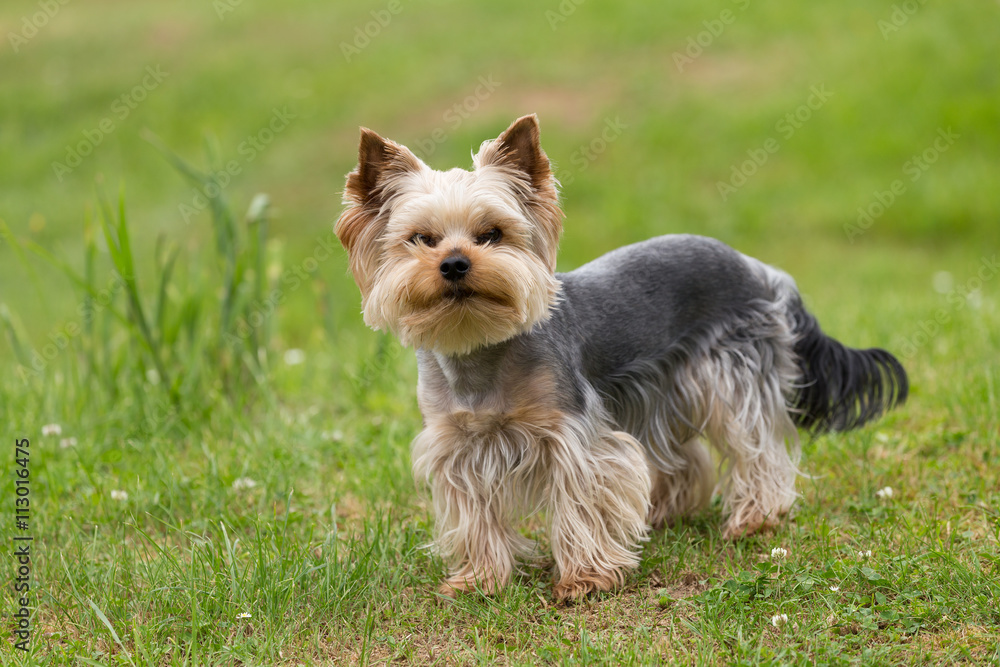 Cute small playful yorkshire terrier Cute small playful yorkshire terrier