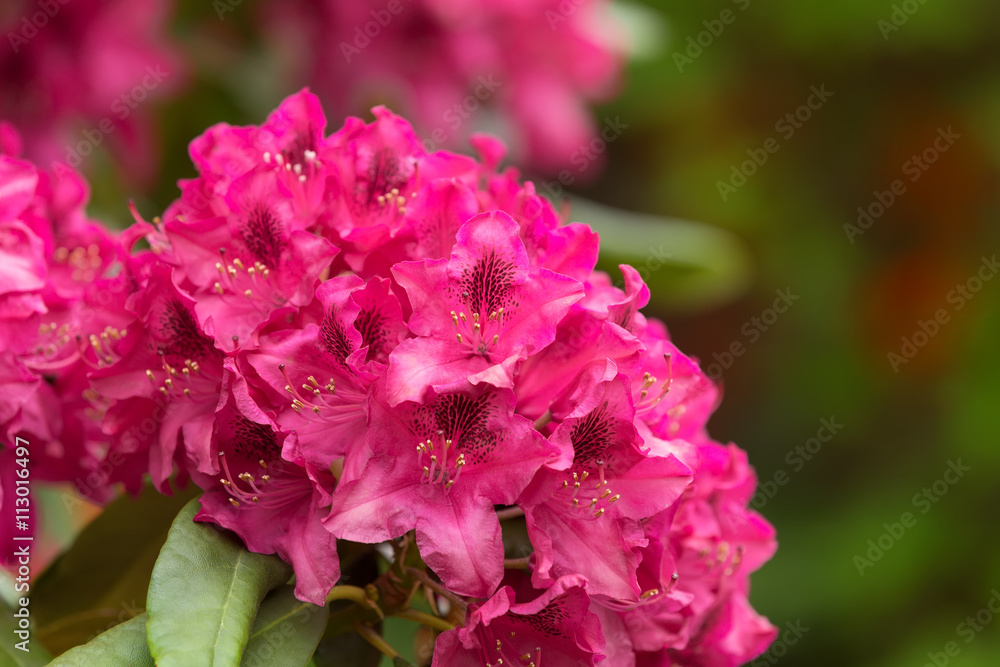 Pink azaleas blooms with small evergreen leaves Pink azaleas blooms with small evergreen leaves