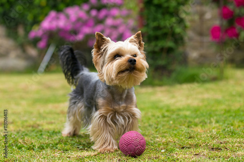 Cute small playful yorkshire terrier