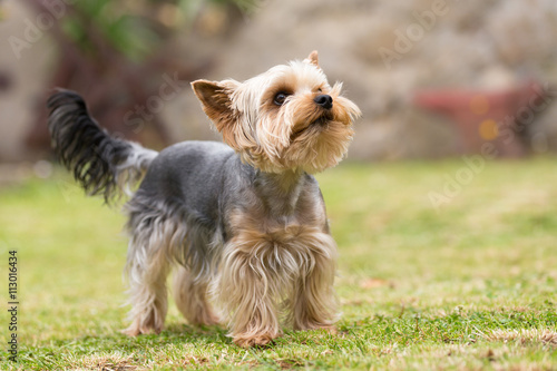 Cute small playful yorkshire terrier photo