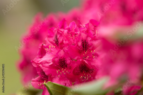 Pink azaleas blooms with small evergreen leaves