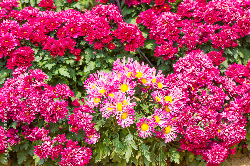 pink Chrysanthemum flowers in garden