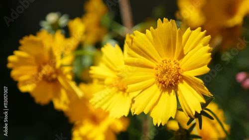 Coreopsis auriculata yellow flower in the garden 4K 2160p 30fps UltraHD footage - Mouse-ear tickseed known as lobed tickseed plant 4K 3840X2160 UHD video photo