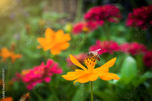 summer flower garden © fototrips