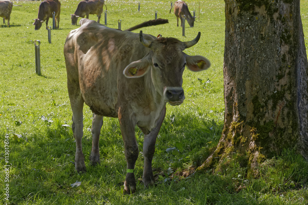 cows in the austrian alps Kleinwalsertal cows in the austrian alps Kleinwalsertal