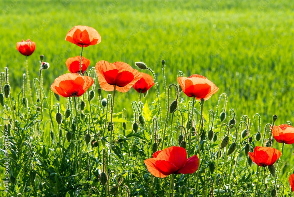 Φωτογραφία Field of red wild poppies on a sunny day. Natural background