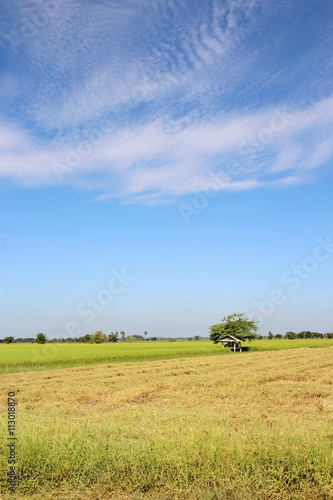 Little hut in the rice field with blue sky background