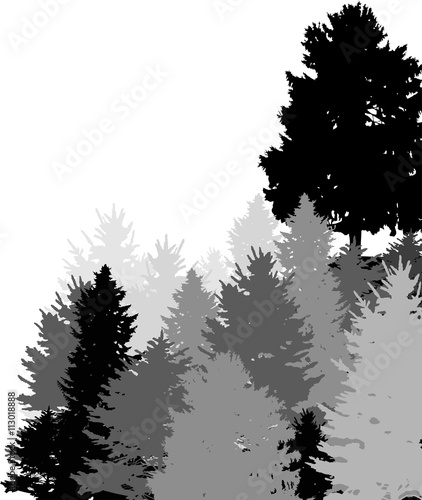 black and gray firs forest isolated on white