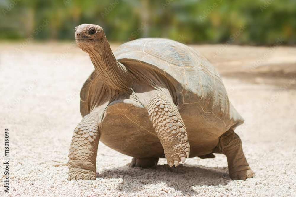 Naklejka premium Giant grey tortoise standing on tropical island