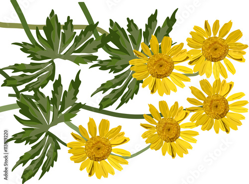 group of coltsfoot flowers illustration photo