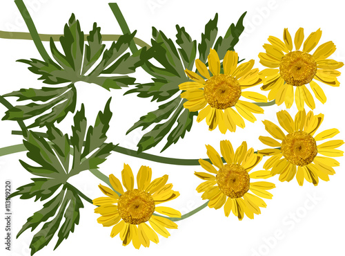 group of coltsfoot flowers illustration