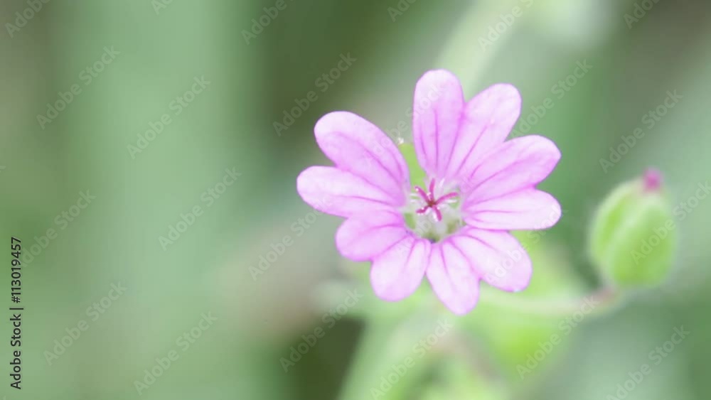 in italy garden mauve flower move by the wind nature background in italy garden mauve flower move by the wind nature background