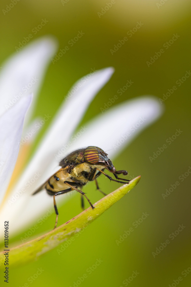 tiny flies on lotus flower(Drosophila melanogaster) tiny flies on lotus flower(Drosophila melanogaster)