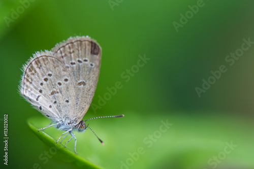 Wallpaper Mural cute butterfly on nature background Torontodigital.ca