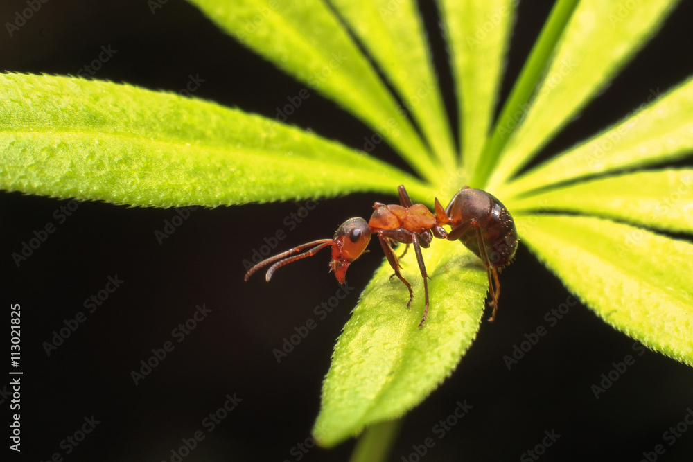 Fototapeta premium Ant on grass