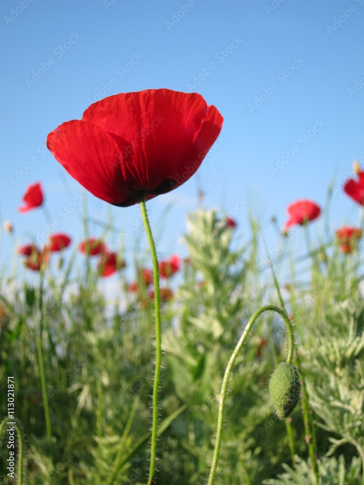 Red poppy, Single poppy, One poppy, spring summer flower, peprina, red flower, poppy