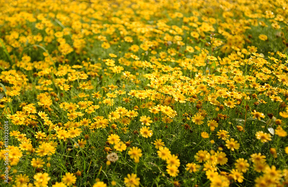 Yellow flower in the meadow
