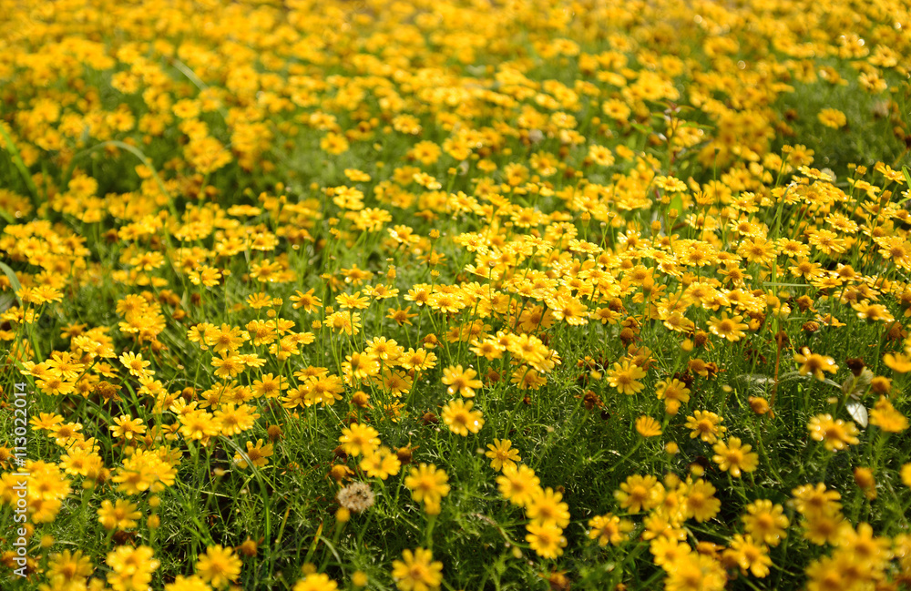 Yellow flower in the meadow
Yellow flower in the meadow