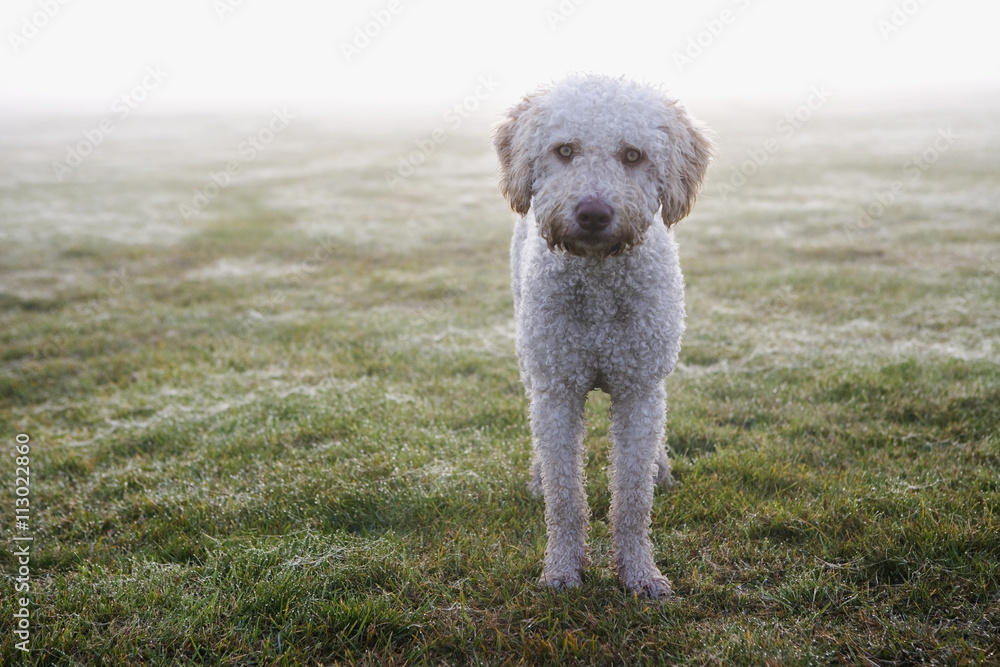 Portrait of dog standing on grass Portrait of dog standing on grass