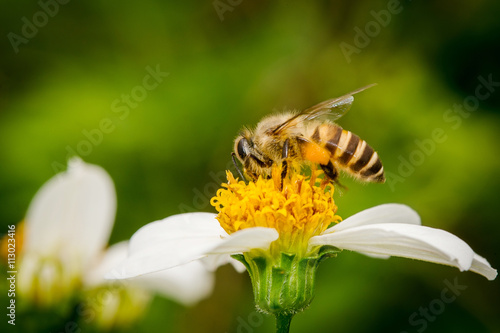 Close up of bee on white flower. Honey bee and white flower.