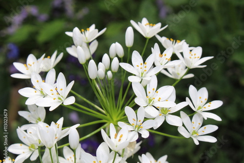 White  Hairy Garlic  flowers in St. Gallen  Switzerland. Its Latin name is Allium Subhirsutum  native to Mediterranean region.