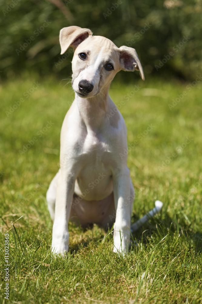 Whippet puppy, three months old, sitting on the lawn Whippet puppy, three months old, sitting on the lawn