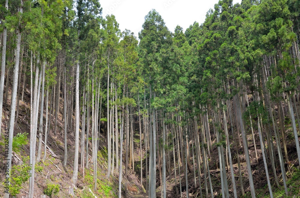 杉林 杉林