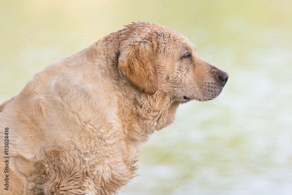 Homeless wet dog portrait at Lake Beletsi in Greece.
Homeless wet dog portrait at Lake Beletsi in Greece.