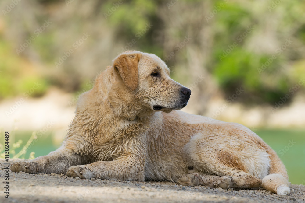 Wet Labrador dog portrait at Lake Beletsi in Greece.
Wet Labrador dog portrait at Lake Beletsi in Greece.