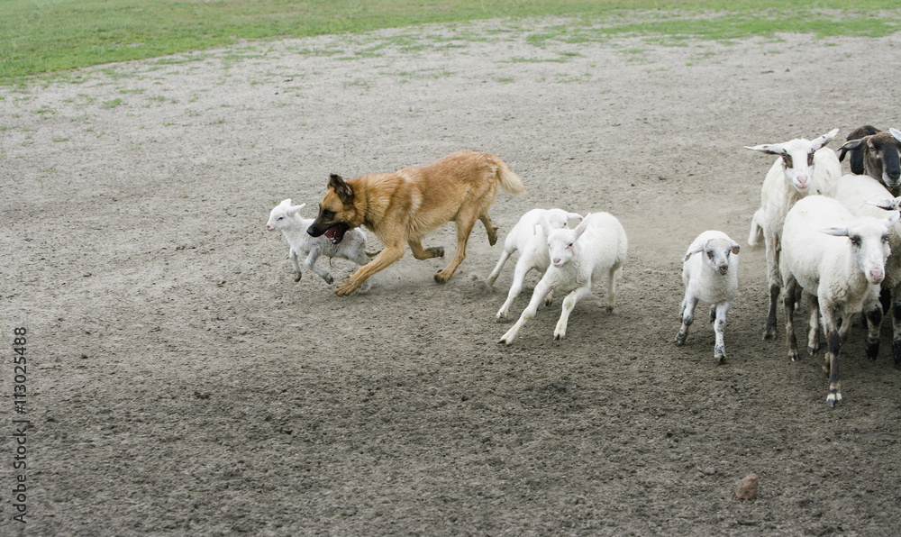 Mixed-Breed Sheepdog, herding sheep Mixed-Breed Sheepdog, herding sheep
