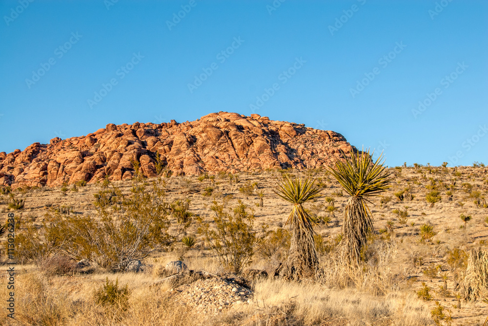 Yucca and Sandstone Formation in Red Rock Valley Park, Nevada Yucca and Sandstone Formation in Red Rock Valley Park, Nevada