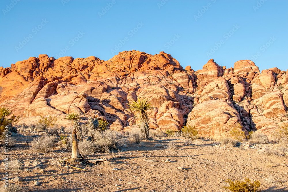 Fototapeta premium Yucca and Stirations at Red Rock Conservation Area, Nevada II